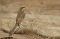 Yellow-Billed Shrike